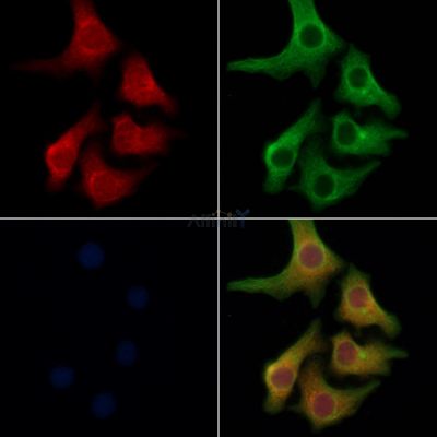 CD55 Antibody - AF5259 staining Hela cells by IF/ICC.