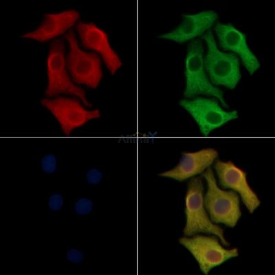 CD69 Antibody - AF5275 staining Hela cells by IF/ICC.