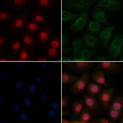 AR Antibody - AF6137 staining Hela cells by IF/ICC.