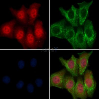 STAT3 Antibody - AF6294 staining Hela cells by IF/ICC.