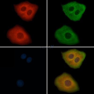RPS6 Antibody - AF6354 staining Hela cells by IF/ICC.