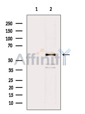 Smad2 Antibody - Western blot analysis of extracts from RAW264.
