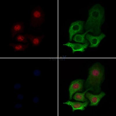 Histone H3 Antibody - AF6868 staining Hela cells by IF/ICC.