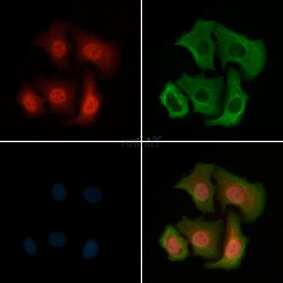 Phospho-CDK4 (Thr172) Antibody - AF8007 staining Hela cells by IF/ICC.