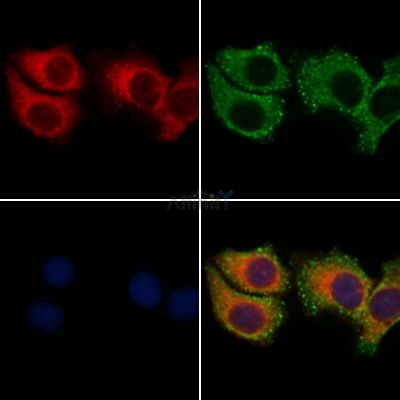 ARHGEF19 Antibody - AF9013 staining Hela cells by IF/ICC.