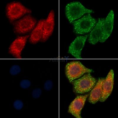 CC50A Antibody - DF10024 staining Hela cells by IF/ICC.