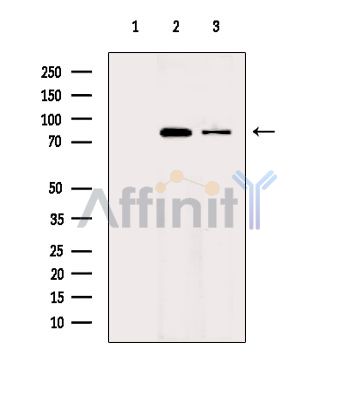 RSK2 Antibody - Western blot analysis of extracts from various samples, using RSK2 Antibody.