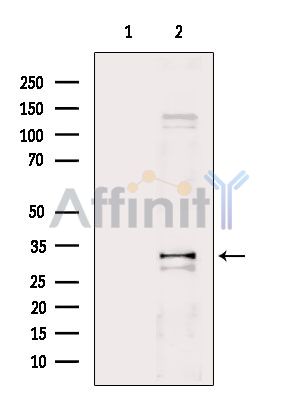 PD1 Antibody - Western blot analysis of extracts from Mouse kidney, using PD1 Antibody.