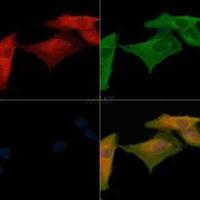 PTX3 Antibody - DF3132 staining A549 cells(H2O2 treatment) by IF/ICC.