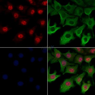 SFRS17A Antibody - DF3235 staining Hela cells by IF/ICC.
