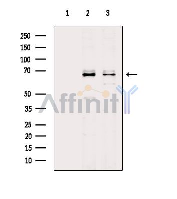NET1 Antibody - Western blot analysis of extracts from various samples, using NET1 Antibody.