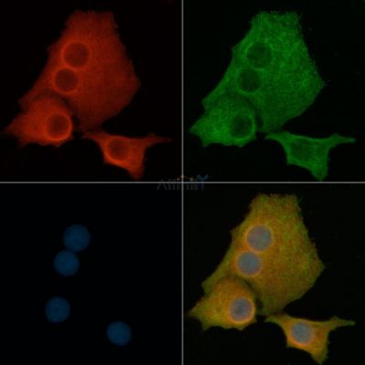 AGO1 Antibody - DF7542 staining Hela cells by IF/ICC.