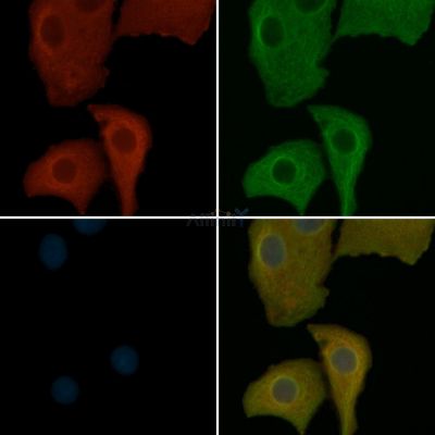 CD53 Antibody - DF8263 staining Hela cells by IF/ICC.
