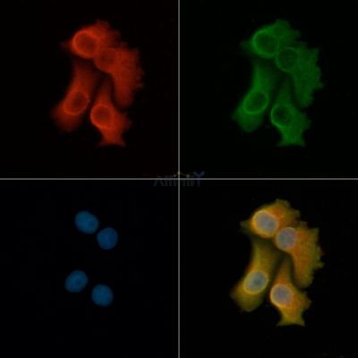 SERPINA6 Antibody - DF8283 staining Hela cells by IF/ICC.