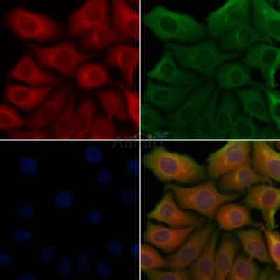 Beclin 1 Antibody - AF5128 staining Hela cells by IF/ICC.