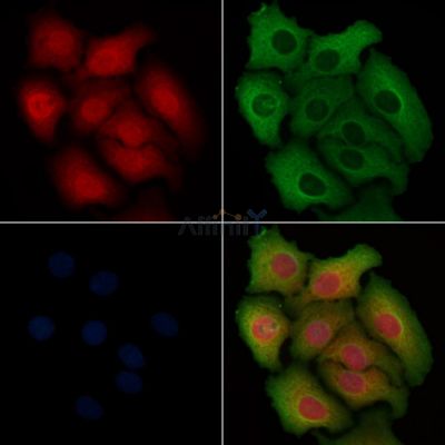Cleaved-Caspase 9 (Asp330) Antibody - AF5244 staining Hela cells by IF/ICC.