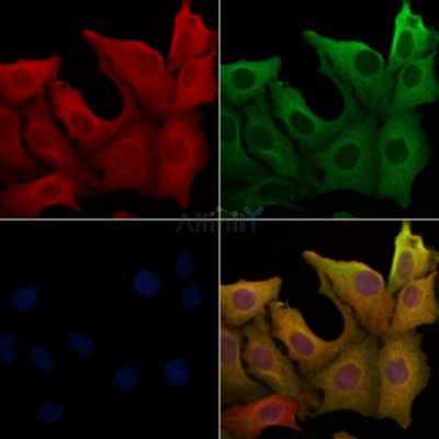 Gastrin Antibody - AF5352 staining Hela cells by IF/ICC.