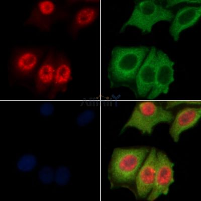 UHRF1 Antibody - AF6553 staining Hela cells by IF/ICC.