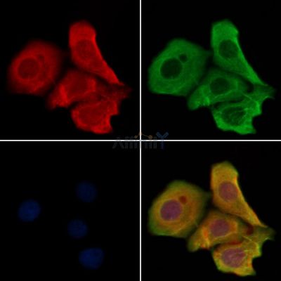 OR4N2 Antibody - DF10297 staining Hela cells by IF/ICC.