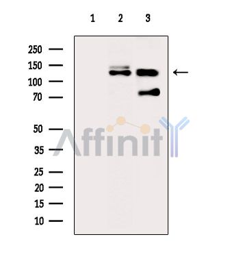 Phospho-MRIP (Thr542) Antibody - Western blot analysis of extracts from various samples, using Phospho-MRIP (Thr542) Antibody.