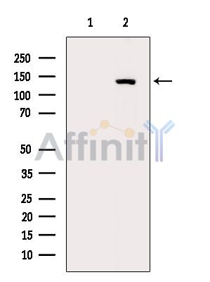Phospho-ULK1 (Ser757)[Ser758] Antibody - Western blot analysis of extracts from RAW264.