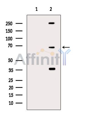 Phospho-SRF (Ser103) Antibody - Western blot analysis of extracts from RAW264.