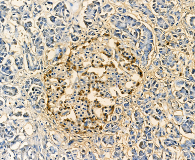 Glucagon Antibody - AF0166 at 1/100 staining human pancreas by IHC-P.