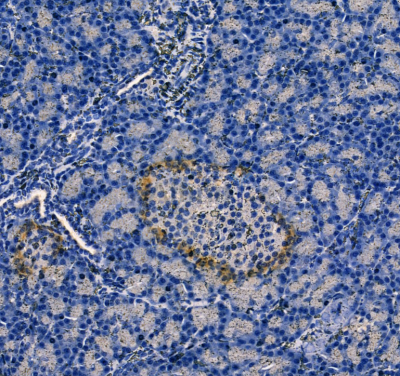 Glucagon Antibody - AF0166 at 1/100 staining rat pancreas by IHC-P.