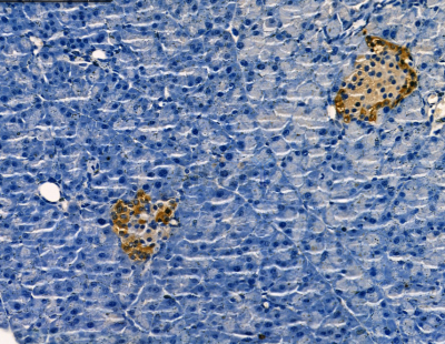 Glucagon Antibody - AF0166 at 1/100 staining mouse pancreas by IHC-P.