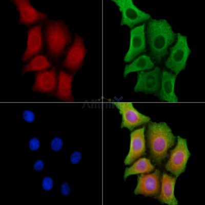 Mammaglobin B Antibody - AF0203 staining HepG2 cells by IF/ICC.