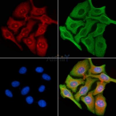 TUSC2 Antibody - AF0500 staining HepG2 cells by IF/ICC.