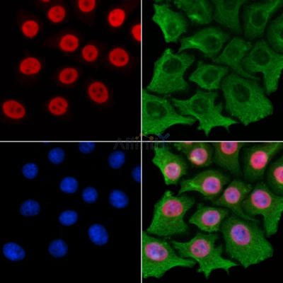 Phospho-C-RAF (Ser338) Antibody - AF3065 staining HepG2 cells by IF/ICC.