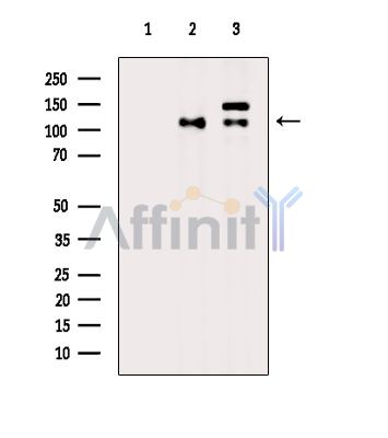 Phospho-Eg5 (Thr926) Antibody - Western blot analysis of extracts from various samples, using Phospho-Eg5 (Thr926) Antibody.