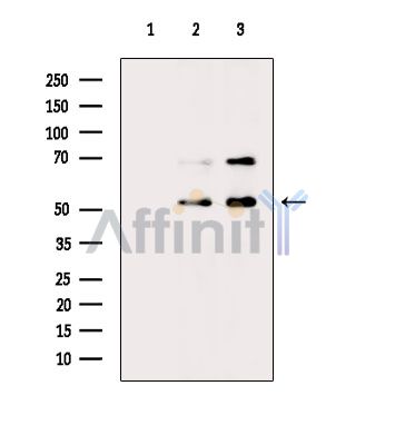 Phospho-CDC20 (Ser51) Antibody - Western blot analysis of extracts from various samples, using Phospho-CDC20 (Ser51) Antibody.