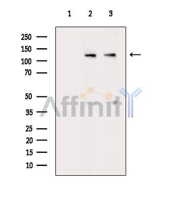 MRIP Antibody - Western blot analysis of extracts from various samples, using MRIP Antibody.