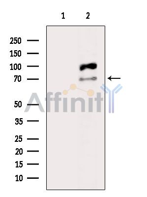 MUNC-18a Antibody - Western blot analysis of extracts from Mouse muscle, using MUNC-18a Antibody.