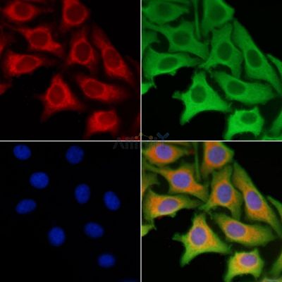 BMP2 Antibody - AF5163 staining HepG2 cells by IF/ICC.