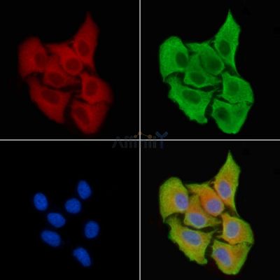ABCG2 Antibody - AF5177 staining HepG2 cells by IF/ICC.