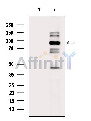 UHRF1 Antibody - Western blot analysis of extracts from RAW264.
