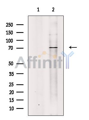 CDC16/APC6 Antibody - Western blot analysis of extracts from Raji cells(serum starvation treatment), using CDC16/APC6 Antibody.