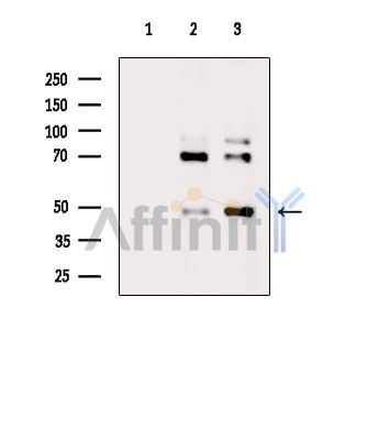 IRF9 Antibody - Western blot analysis of extracts from various samples, using IRF9 Antibody.