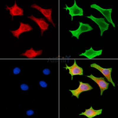 Rsk-4 Antibody - AF9188 staining HepG2 cells by IF/ICC.