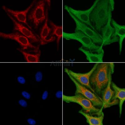 RLN3 Antibody - DF10177 staining HepG2 cells by IF/ICC.