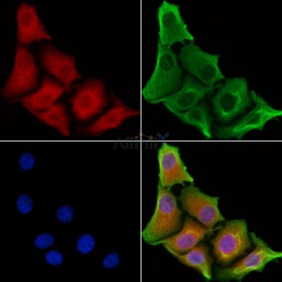 OR52N5 Antibody - DF10289 staining HepG2 cells by IF/ICC.