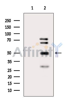 CCNL2 Antibody - Western blot analysis of extracts from Rat heart, using CCNL2 Antibody.