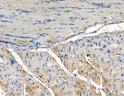 SRMS Antibody - DF2682 at 1/100 staining rat muscle tissue by IHC-P.