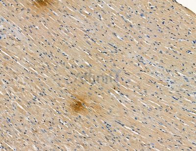 OR51M1 Antibody - DF2829 at 1/100 staining rat heart tissue by IHC-P.