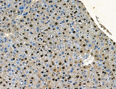 SP2 Antibody - DF8721 at 1/100 staining mouse liver tissue by IHC-P.