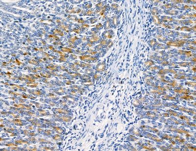 DUSP14 Antibody - DF8767 at 1/100 staining rat stomach tissue by IHC-P.