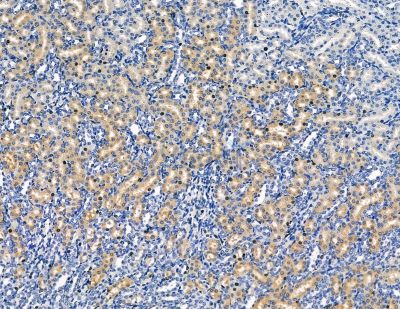 LDOC1 Antibody - DF8771 at 1/100 staining rat kidney tissue by IHC-P.